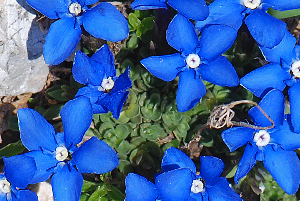Gentiana terglouensis / Genziana del Monte Tricorno